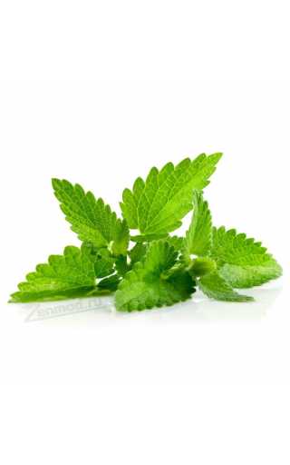 TPA - Spearmint 10мл